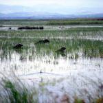Kızılırmak Deltası'ndaki sazlıklar mandaların doğal mekanı