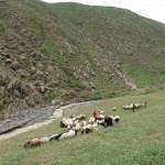 Sele kapılan 800 k&uuml;&ccedil;&uuml;kbaş hayvan telef oldu