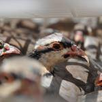 Tunceli'de bin kınalı keklik doğaya salındı
