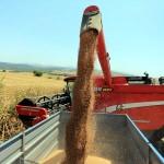 Trakya'da buğday hasadı devam ediyor