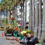 Marmaris'te palmiyelere yazlık bakım yapıldı