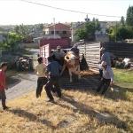 Seydişehir'de köylüye süt ineği dağıtıldı