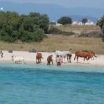 Denize giren atlar turistlerin ilgi odağı oldu
