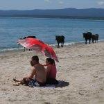 Merada otlayan inekler plajda denize giriyor