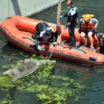 Elbistan'da nehirde ölü büyükbaş hayvanlar bulundu