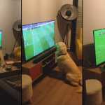 Futbol maçı tutkunu köpek