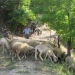 Kavak'ta koyunlara kurt saldırdı iddiası