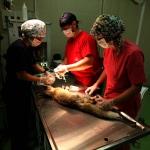 Yaralı tilki yavrusu tedavi ediliyor