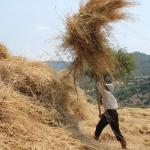 Manisa'da asırlık hasat geleneği