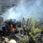 Manisa'da makilik alanda yangın