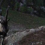 Kaçak dağ keçisi ve keklik avına ceza yağdı