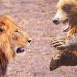 İstanbul'da panik! 1 aslan ve 2 ayı aranıyor