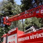 Eskişehir'de ağaçtan kedi kurtarma operasyonu