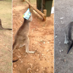 Yavru kangurunun zor anları