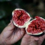 Siyah incir ihracatında "erkenci ürün" zararı