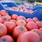 Denizli'den domates ihracatı