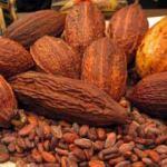 Güzellik sırrı: Kakao yağı