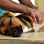 Bodrum'da köpeklerin zehirlendiği iddiası