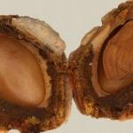 Şeftali çekirdeğinin faydası nelerdir? Nelere iyi gelir?