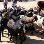 4 milyon kurbanlık yola çıkıyor