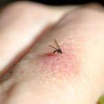 Sivrisinek en çok hangi kan grubunu ısırır?