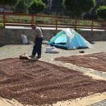 Yağlıdere'de fındık &uuml;reticilerinin kurutma telaşı s&uuml;r&uuml;yor