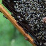 2.5 milyon arı telef oldu