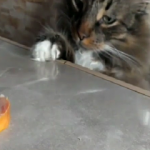  Açlıkla vicdanı arasında kalan kedi