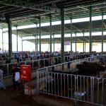 Kocaeli'de modern hayvan pazarı açıldı