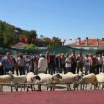 Çeşme'de "Sakız koyunu yarışması"