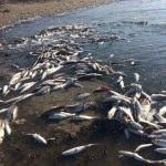 Mersin'de çok sayıda ölü balık bulundu