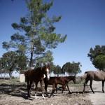 FETÖ'nün kapatılan okulundaki atlar engellilerin hizmetinde