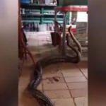 Dev yılanlar yiyecek i&ccedil;in b&ouml;yle kapıştı