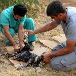 Muğla'da zifte saplanan köpek yavrusu kurtarıldı