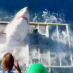 Köpekbalığı çekim yapan belgeselciye saldırdı