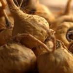 Sosyete bitkisi maca k&ouml;k&uuml;