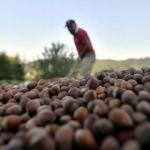 İtalyanlar'dan T&uuml;rkiye fındığına sabotaj