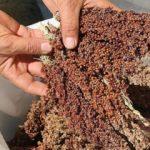 T&uuml;rkiye'de de yetişiyor! İşte akaryakıt bitkisi