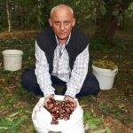 Kestane üreticisinin umudu kar yağışında