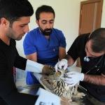 Muş'ta yaralı baykuş tedaviye altına alındı