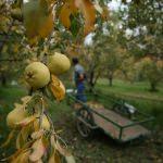 Suriyeli çocuklar tadını bilmedikleri meyveler yiyebilecek