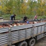 Gölköy'de büyükbaş hayvan dağıtımı