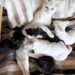 Van kedisi, annesiz kalan yavruları emziriyor
