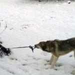 Sudenaz'a kızak kaydıran köpek