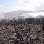 Urla'da orman yangını