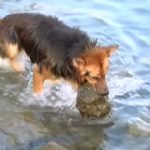 Bu köpek denizden taş çıkarıyor