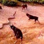 Köpekler dev yılanla böyle kavga etti!