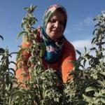 Ganos Dağı eteklerinde ada çayı hasat mesaisi