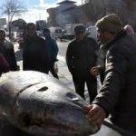 250 kiloluk dev orkinos balığı ilgi odağı oldu