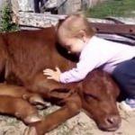 Minik kızın yavru inek sevgisi